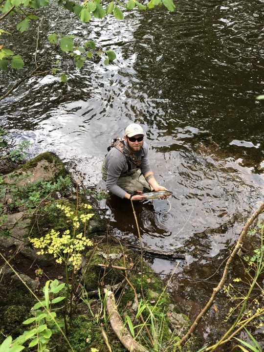 Pantyscallog trout - ST from Farnham